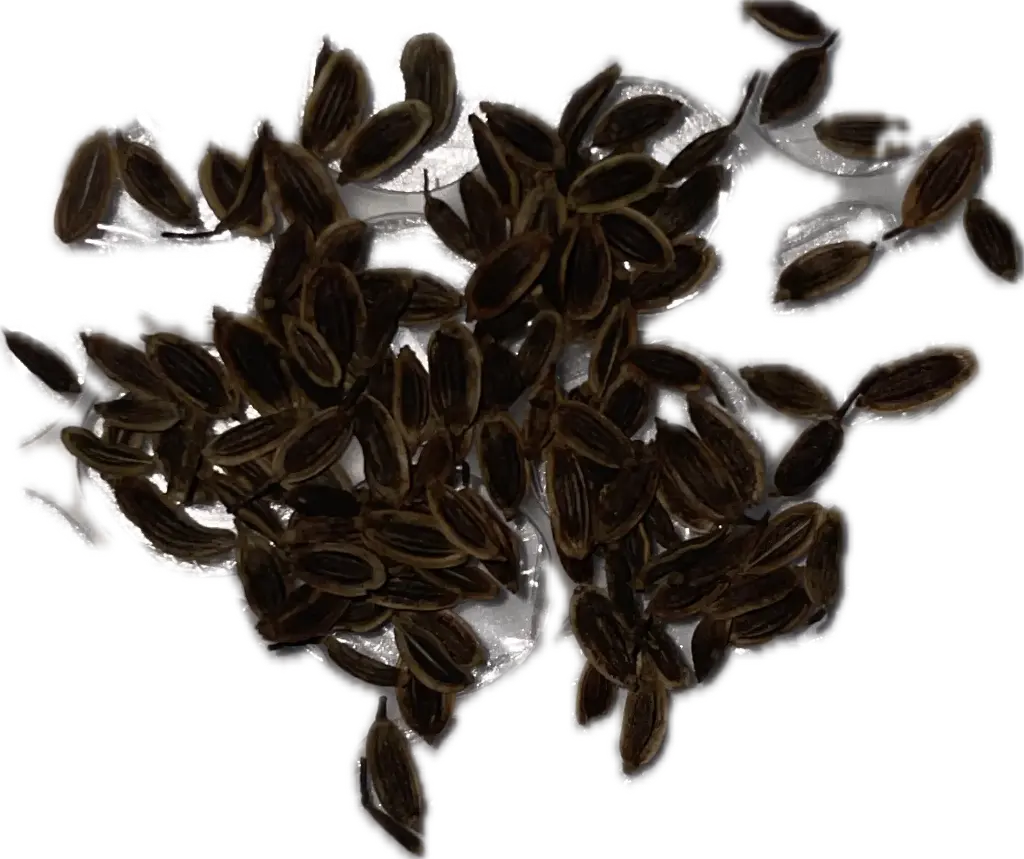 Dill Seeds