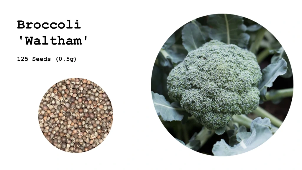 Broccoli 'Waltham'