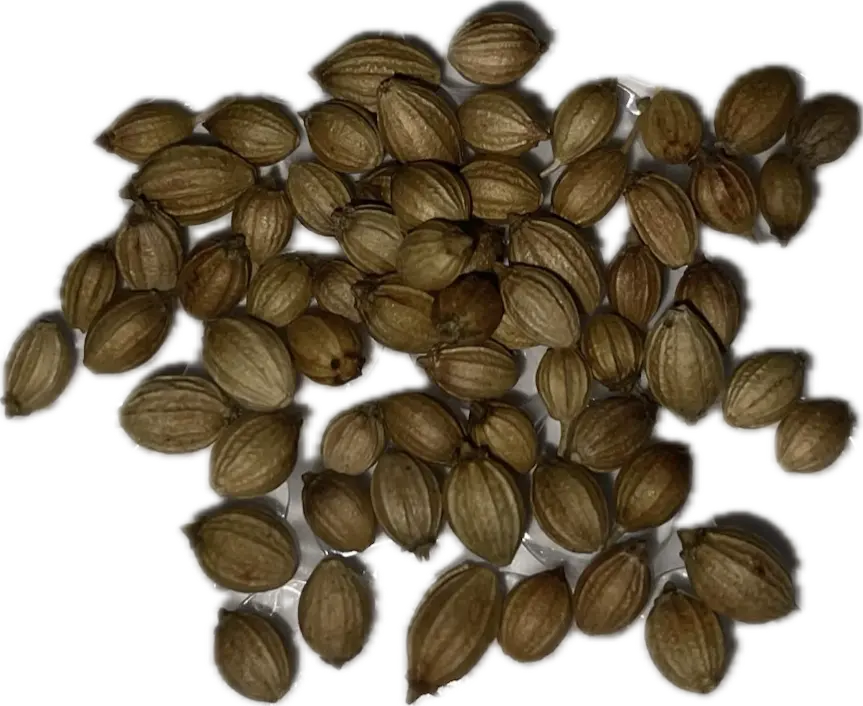 Coriander 'Slow Bolting' Seeds