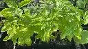 Basil 'Genovese' Seeds