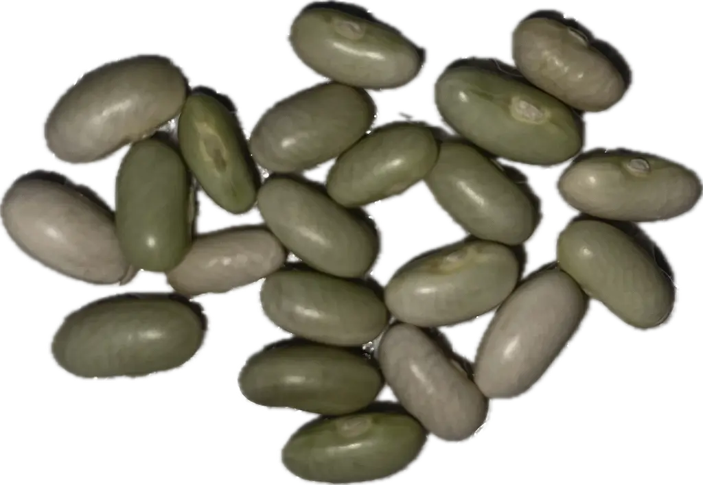 Bush Bean 'Jade' Seeds