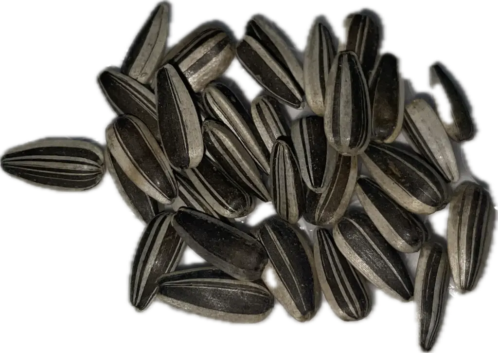 Sunflower 'Sunbird' Seeds