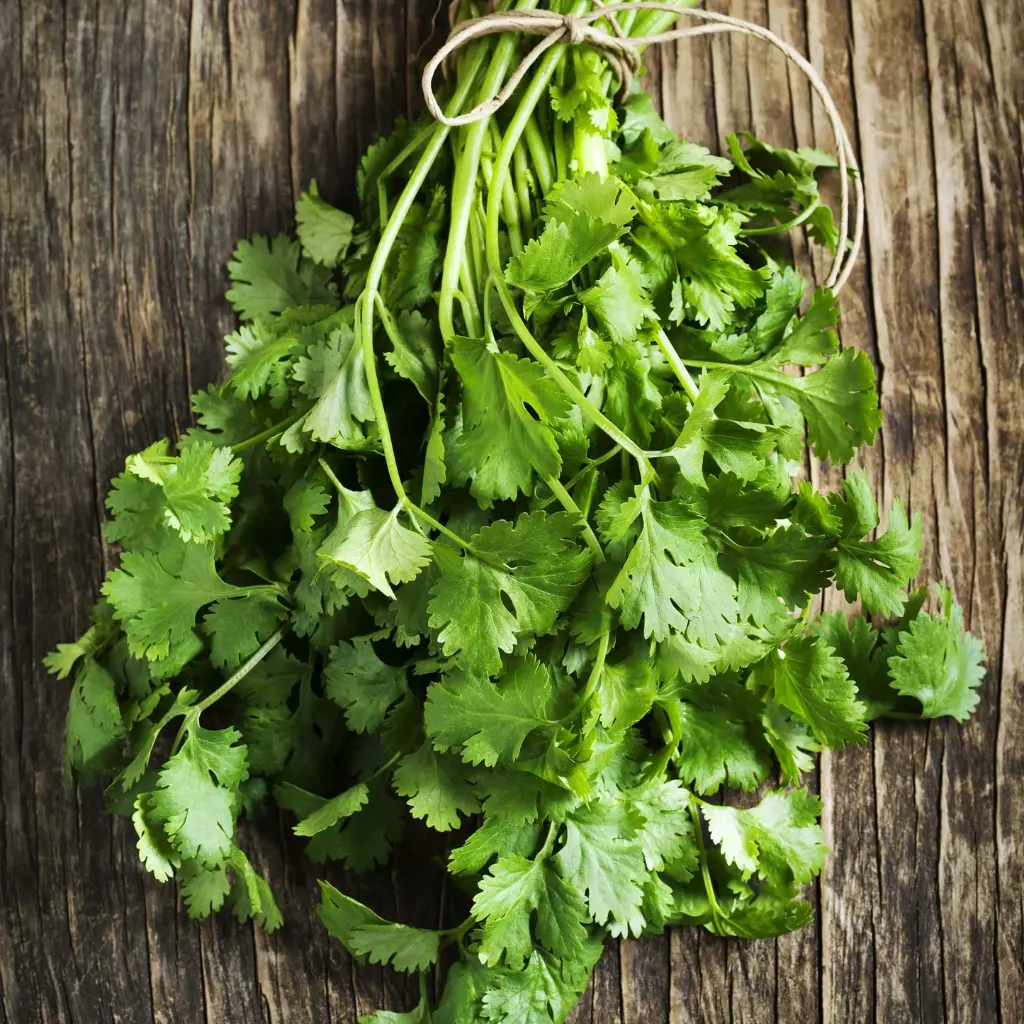 Coriander Slow Bolt