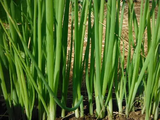 Bunching Onion 'Evergreen'