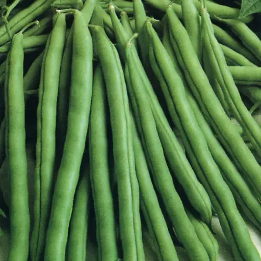 Climbing Bean 'Blue Lake'
