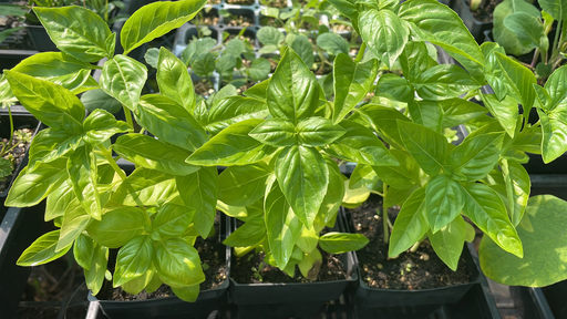 Basil Genovese