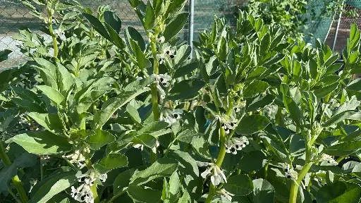 Broad Bean Aquadulce