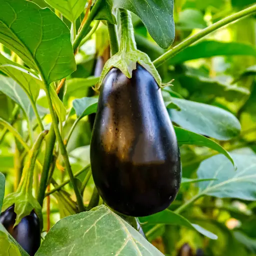 Eggplant Black Beauty