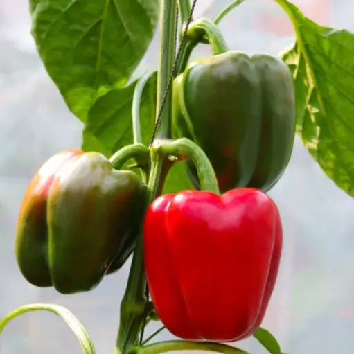 Capsicum Californian Wonder