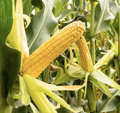 Sweet Corn 'Jolly Roger' Seeds