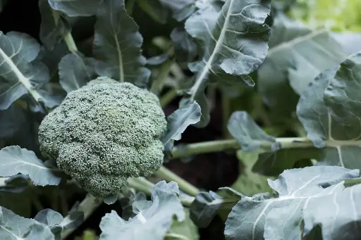 Broccoli 'Waltham 29' Seeds