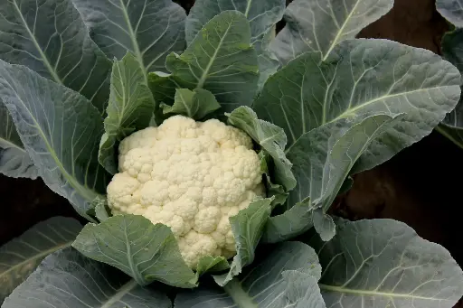 Cauliflower 'Snowball' Seeds