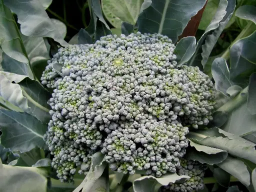 Broccoli 'Green Sprouting Calabrese' Seeds