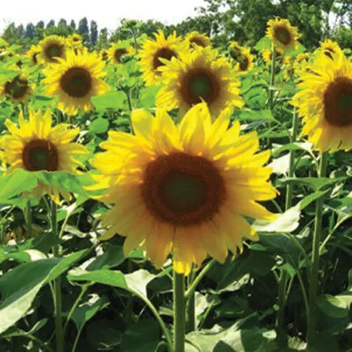 Sunflower 'Sunbird' Seeds
