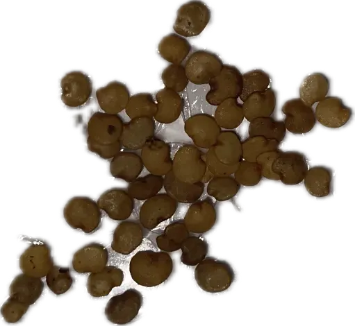 Eggplant 'Black Beauty' Seeds