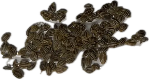 Parsley 'Italian' Seeds