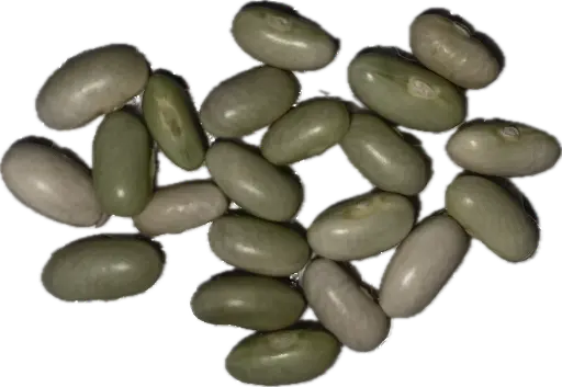 Bush Bean 'Jade' Seeds