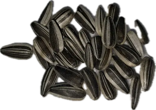 Sunflower 'Sunbird' Seeds