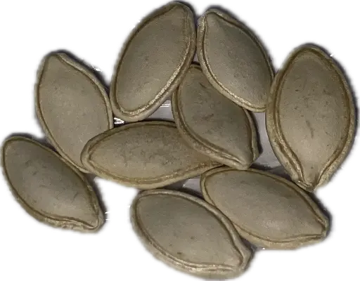 Zucchini 'Black Beauty' Seeds