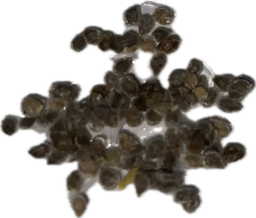 Tomato 'Cherry Brown' Seeds