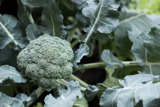 Broccoli 'Waltham'