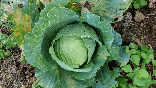 Cabbage 'Golden Acre'