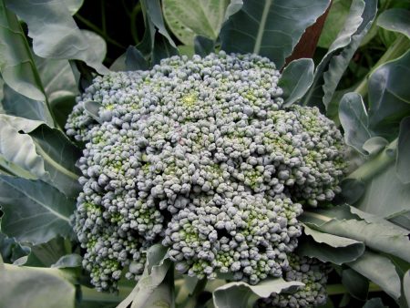 1g Broccoli Green Sprouting Calabrese Seeds
