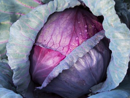 1g Cabbage Red Acre Seeds