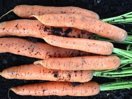 1g Carrot Nantes Seeds