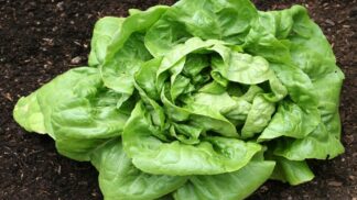 Lettuce Butterhead Buttercrunch