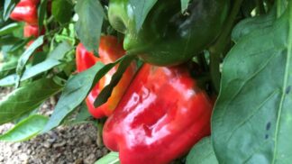 Capsicum Yolo Wonder