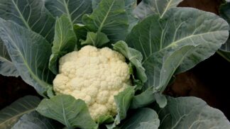 Cauliflower Snowball