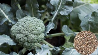 Broccoli Waltham