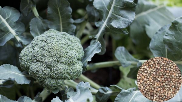 Broccoli Waltham
