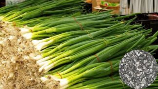Bunching Onion Evergreen