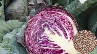 Cabbage Red Acre