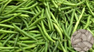 Climbing Bean Blue Lake