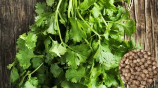 Coriander Slow Bolt