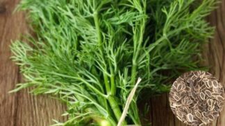 Dill Bouquet
