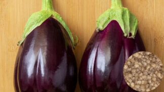 Eggplant Black Beauty