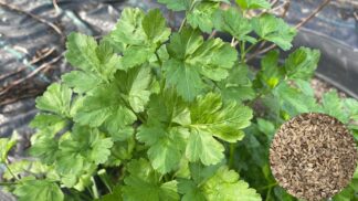 Parsley Italian