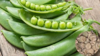 Shelling Pea Greenfeast