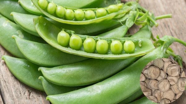 Shelling Pea Greenfeast