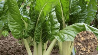Silverbeet Fordhook