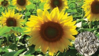 Sunflower Sunbird