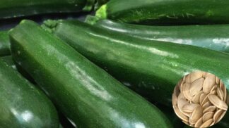 Zucchini Black Beauty