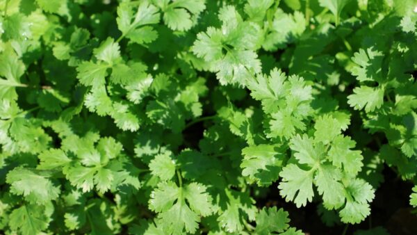 Coriander Fiesta