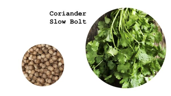 Coriander Slow Bolt
