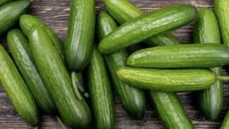 Cucumber Lebanese