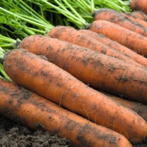 Carrot Nantes